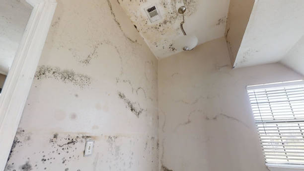 Spanish Fort, AL Mold Removal Pros