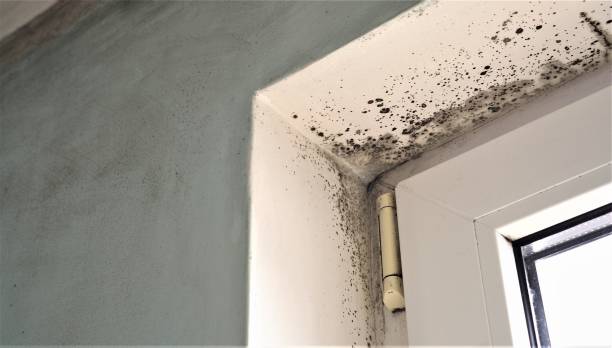 Mold Remediation for Vacation Homes in Spanish Fort, AL