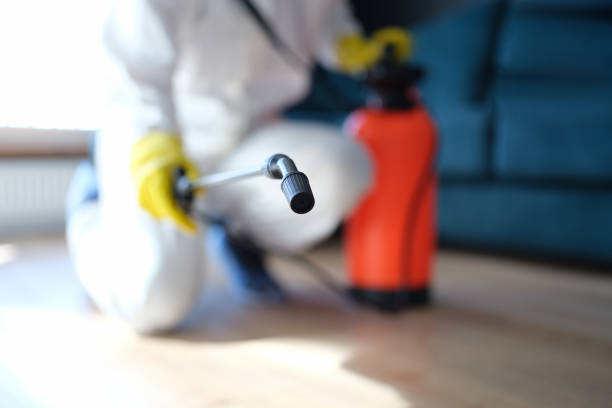 Best Mold Damage Restoration  in Spanish Fort, AL