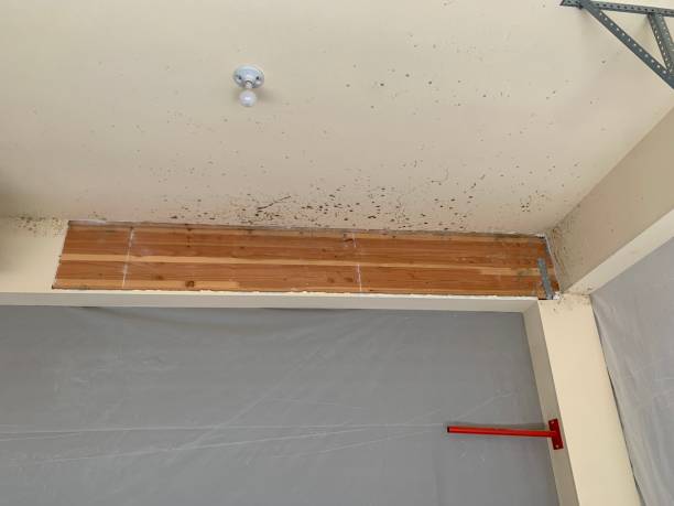 Best Environmental Consulting for Mold Prevention  in Spanish Fort, AL