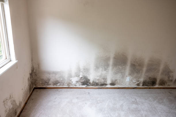 Best Emergency Mold Remediation  in Spanish Fort, AL