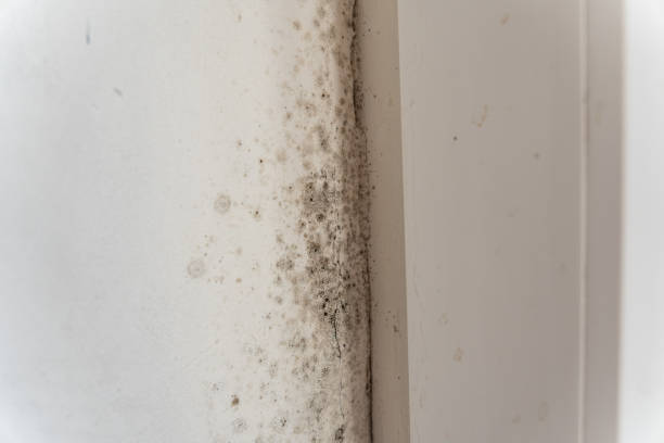 Environmental Consulting for Mold Prevention in Spanish Fort, AL